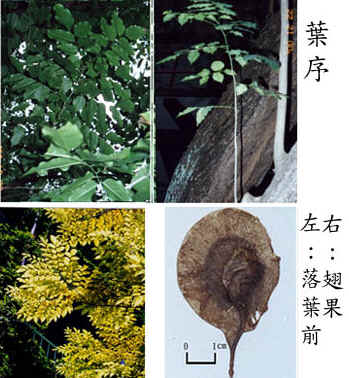 132c-310f2.jpg (55303 bytes)