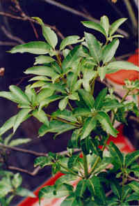 158-005f2.jpg (30526 bytes)