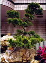 G07-050f1.jpg (19290 bytes)