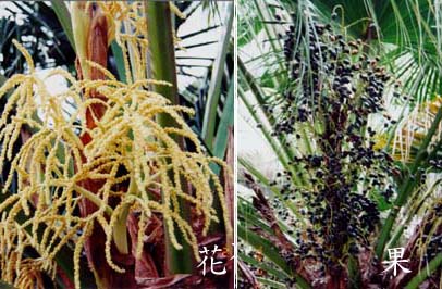 014-057f2.jpg (49112 bytes)