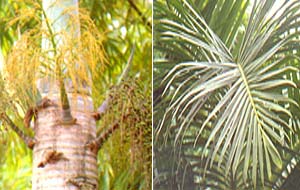 014-064f2.jpg (28480 bytes)