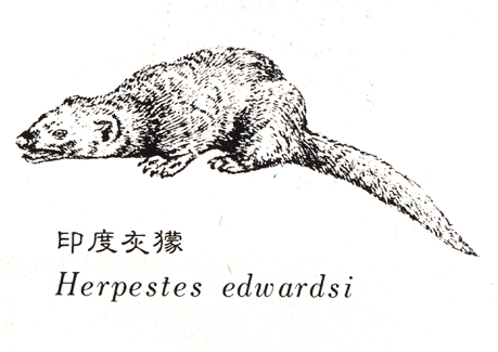 mongoose.gif (39592 bytes)