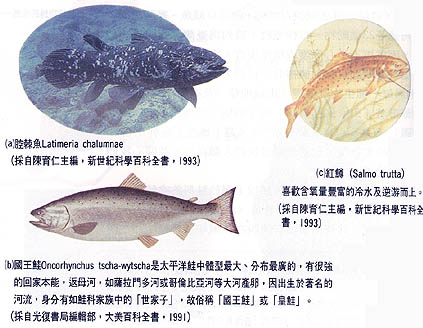 salmon3.jpg (47152 Ӧ줸)
