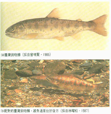 salmon6.jpg (57280 Ӧ줸)